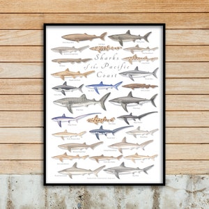 Affiche 18 x 24 requins de la côte du Pacifique, affiche de requin du Pacifique, impression de requin