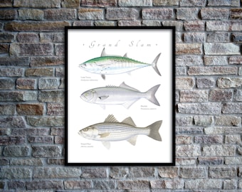 Little Tunny, Bluefish, Striped Bass Grand Slam giclee print; Albie giclee, Bluefish giclee, Striped Bass giclee, Striper giclee, fish print
