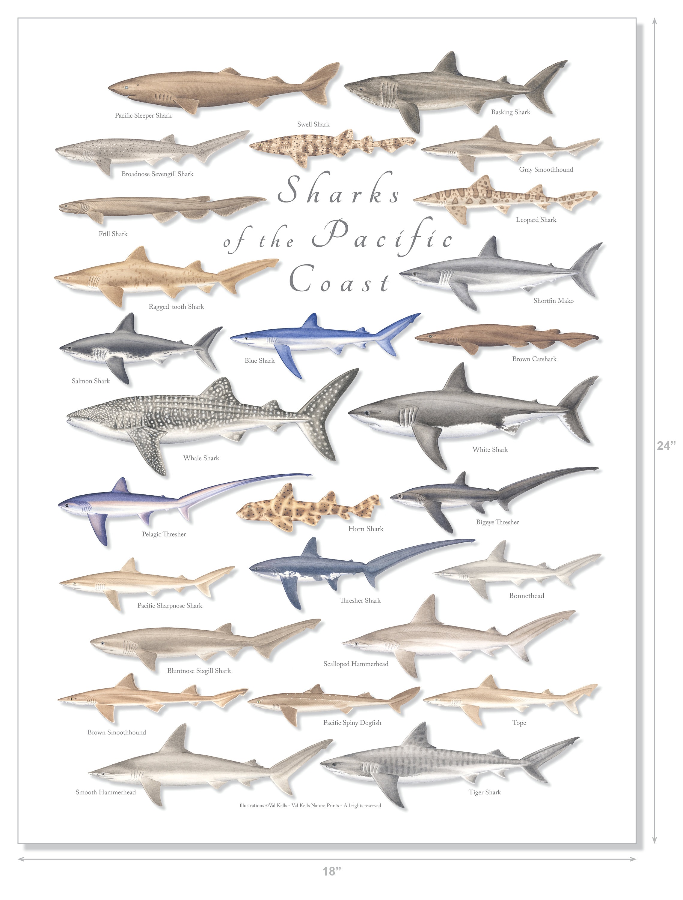 18x24 Sharks of the Pacific Coast Poster, Pacific Shark Poster