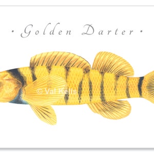 Darter giclee prints Candy Darter, Riverweed Darter, Appalachia Darter, Golden Darter, Shield Darter, Roanoke Darter, Logperch, fish print Golden