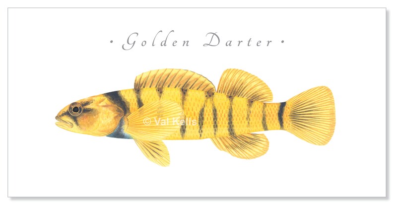Darter giclee prints Candy Darter, Riverweed Darter, Appalachia Darter, Golden Darter, Shield Darter, Roanoke Darter, Logperch, fish print Golden