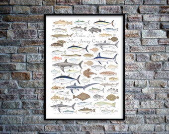 18x24 Fishes of the New Jersey Coast poster; New Jersey poster; Fishes of New Jersey poster