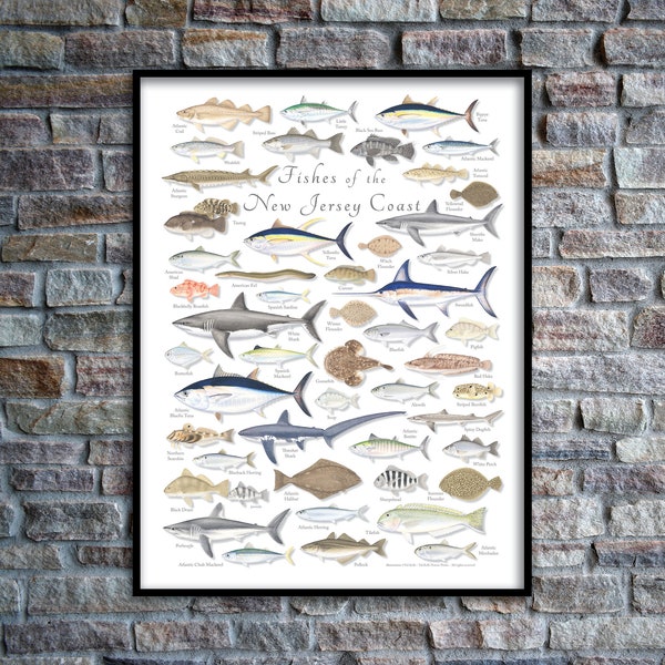 18x24 Fishes of the New Jersey Coast poster; New Jersey poster; Fishes of New Jersey poster