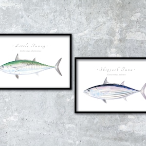 May include: Two framed illustrations of fish, one labeled "Little Tunny" with the scientific name *Euthynnus alletteratus* and the other labeled "Skipjack Tuna" with the scientific name *Katsuwonus pelamis*.