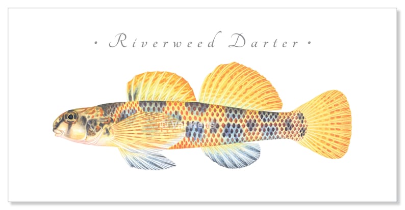 Darter giclee prints Candy Darter, Riverweed Darter, Appalachia Darter, Golden Darter, Shield Darter, Roanoke Darter, Logperch, fish print Riverweed