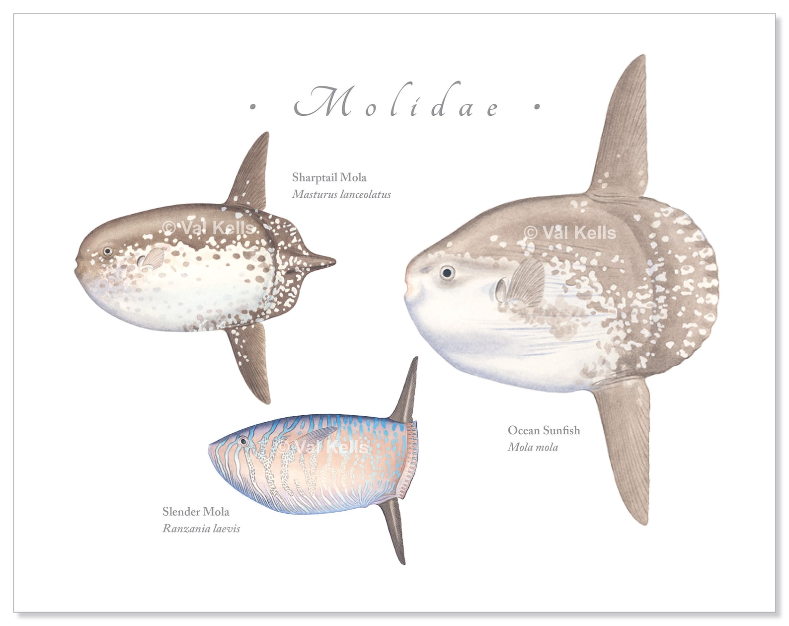Molidae giclee print CUSTOM PRINT Mola mola Sharptail Mola Etsy