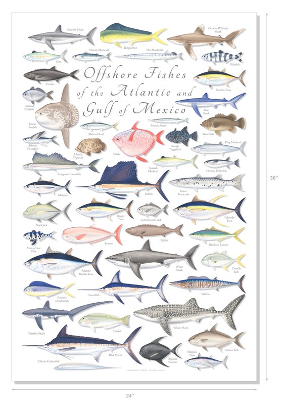 24x36 Offshore Fishes of the Atlantic & Gulf of Mexico Poster, Offshore Fish  Poster, Offshore Atlantic Poster, Gulf of Mexico Poster 