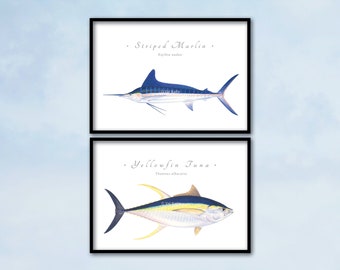Billfish and Tuna giclee prints, 14x11 giclee prints, Striped Marlin, Yellowfin Tuna, billfish print, tuna print