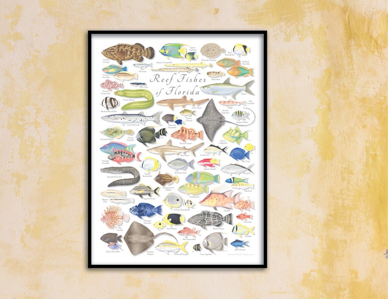 18x24 Reef Fishes of Florida poster, Florida Keys poster, Florida fish poster, reef fish poster, coral reef poster, Florida poster image 1