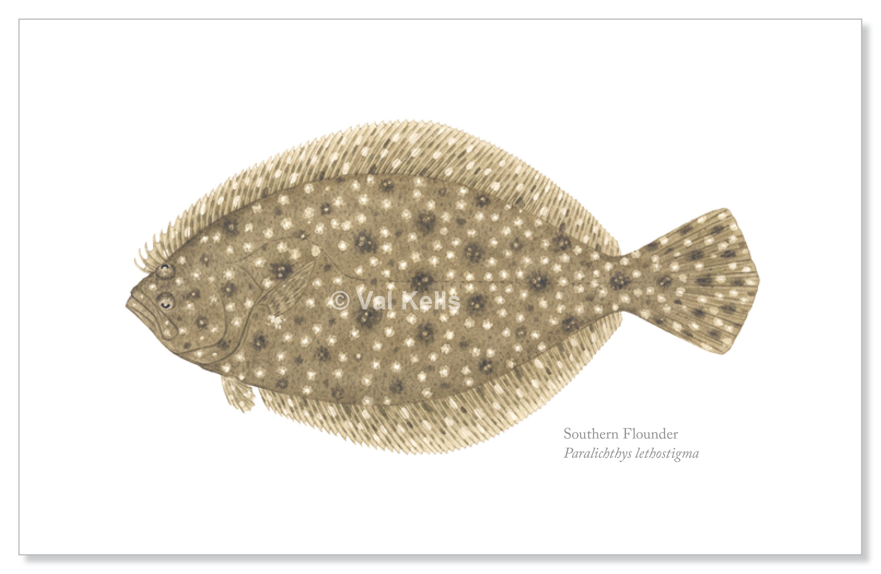 Gulf Southern & Summer Flounder Giclee Prints Gulf Flounder Etsy