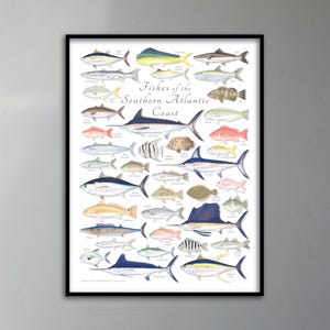 Póster de peces de la costa atlántica meridional de 18 x 24; póster de la costa atlántica; póster de peces del Atlántico de 18 x 24