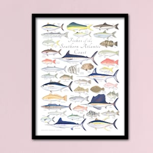 Póster de peces de la costa atlántica sur enmarcado de 18 x 24; póster de peces del Atlántico sur; póster de peces de 18 x 24