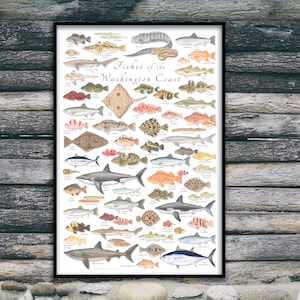 24x36 Fishes of the Washington Coast poster, Washington Coast fish poster, Washington fish print, Washington fishes