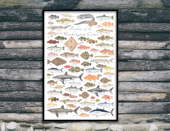 24x36 Fishes of the Washington Coast Poster, Washington Coast Fish Poster,  Washington Fish Print, Washington Fishes 