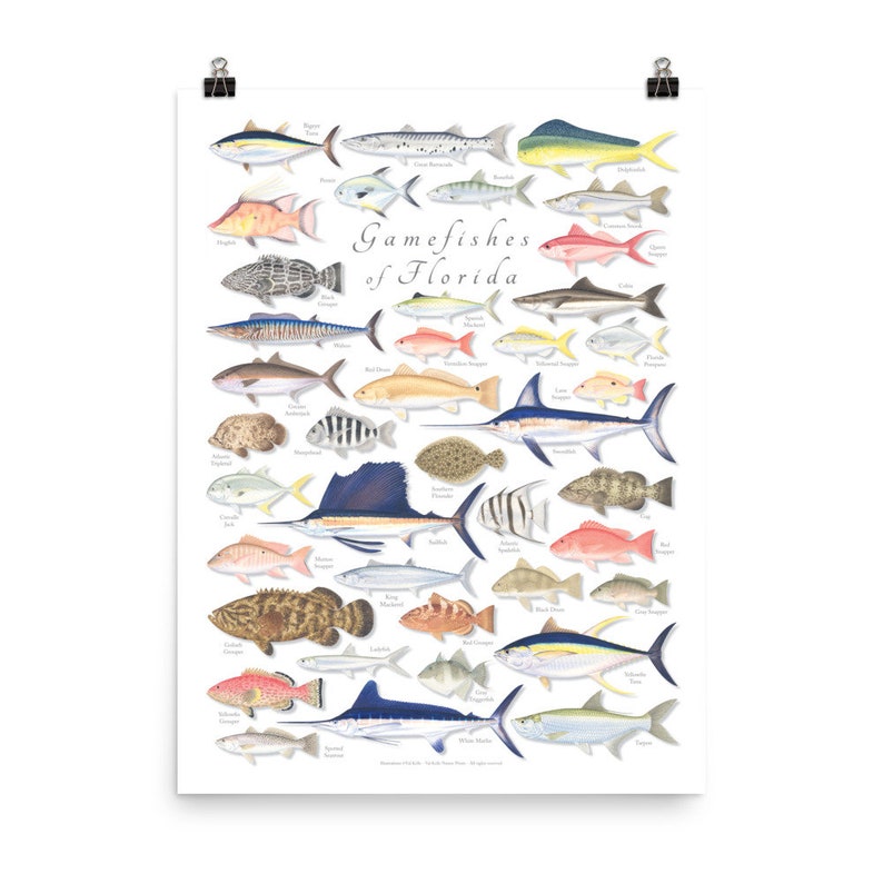18x24 Gamefishes of Florida poster, Florida fishes, fishes of Florida, Florida fish poster image 2