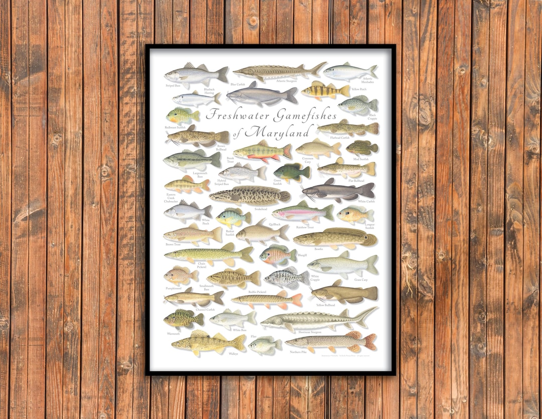 Taskmaster Fish Poster Fish Poster Taskmaster