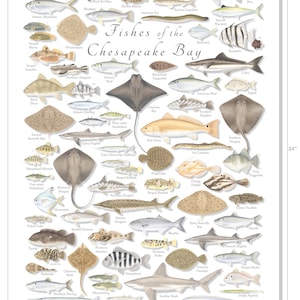 18x24 Fishes of the Chesapeake Bay Poster; Chesapeake Bay Poster ...