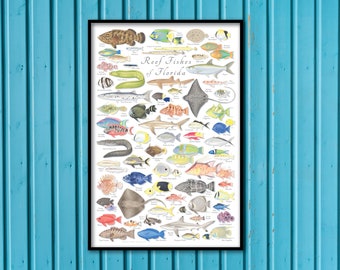 May include: A colourful illustrated poster featuring a variety of reef fish found in Florida. The poster is titled "Reef Fishes of Florida" and includes the scientific names of each fish.
