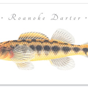 Darter giclee prints Candy Darter, Riverweed Darter, Appalachia Darter, Golden Darter, Shield Darter, Roanoke Darter, Logperch, fish print Roanoke Darter