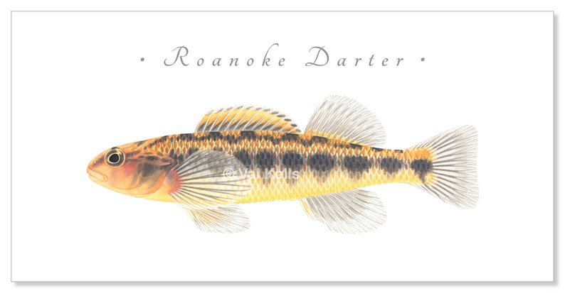Darter giclee prints Candy Darter, Riverweed Darter, Appalachia Darter, Golden Darter, Shield Darter, Roanoke Darter, Logperch, fish print Roanoke Darter