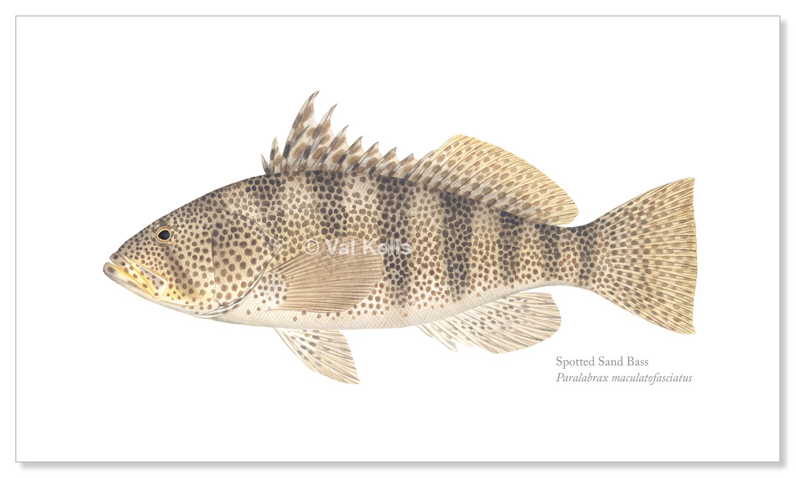 Pacific Sea Bass and Grouper Giclee Prints Broomtail Gulf Etsy