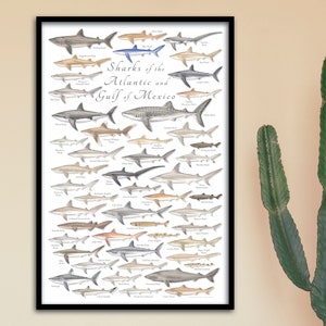 Póster enmarcado de 24 x 36 tiburones del Atlántico y el Golfo de México; póster de tiburón enmarcado; impresión de tiburón enmarcada; cartel de tiburones