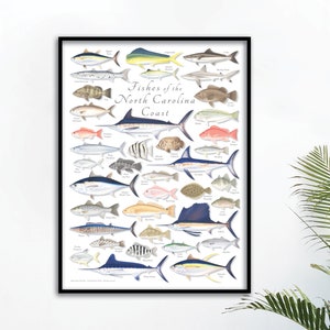Cartel de peces de 18x24 de la costa de Carolina del Norte, cartel de peces de Carolina del Norte, cartel de Carolina del Norte, cartel de peces