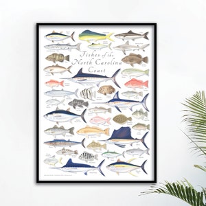 18x24 Fishes of the North Carolina Coast poster, North Carolina fish poster, North Carolina poster, fish poster