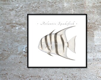 Atlantic & Pacific Spadefish giclee prints; Atlantic Spadefish, Pacific Spadefish, Spadefish giclee, Spadefish print, fish print