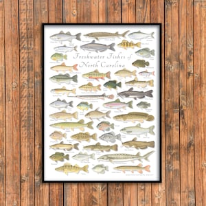 Póster de peces de agua dulce de Carolina del Norte de 18x24; Peces de agua dulce de Carolina del Norte; Cartel de peces de Carolina del Norte