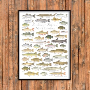 Affiche 18x24 Poissons d’eau douce de Caroline du Nord ; Poissons d'eau douce de Caroline du Nord ; Affiche de poisson de Caroline du Nord