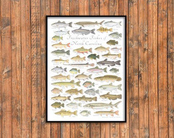 May include: A colourful illustrated poster featuring a variety of freshwater fish found in North Carolina. The poster is titled "Freshwater Fishes of North Carolina" and includes the scientific name of each fish.
