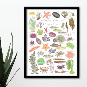 18x24 Tidepool Life of the Oregon Coast Poster, Tidepool poster, Oregon Coast poster, Oregon Wildlife Poster, Tide Pools
