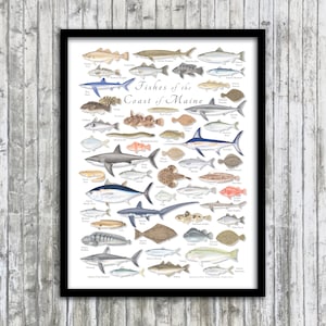 FRAMED 18x24 Fishes of the Coast of Maine poster; framed Fishes of Maine poster; framed Maine poster