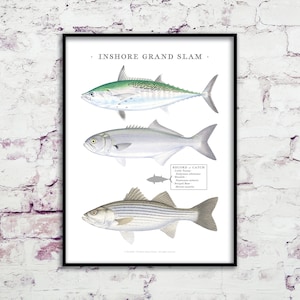 Puede incluir: Un grabado enmarcado con ilustraciones de tres peces: un atún, un pez azul y una lubina rayada. El grabado se titula "Inshore Grand Slam" e incluye una lista de nombres de peces. La obra de arte está sobre un fondo blanco.