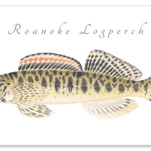 Darter giclee prints Candy Darter, Riverweed Darter, Appalachia Darter, Golden Darter, Shield Darter, Roanoke Darter, Logperch, fish print Roanoke Logperch