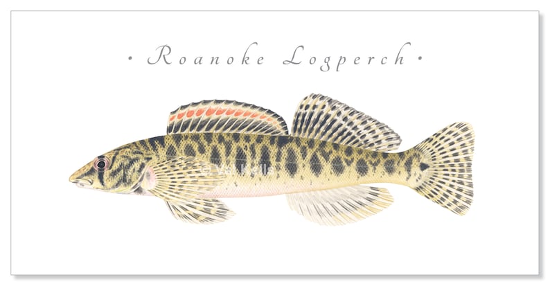 Darter giclee prints Candy Darter, Riverweed Darter, Appalachia Darter, Golden Darter, Shield Darter, Roanoke Darter, Logperch, fish print Roanoke Logperch