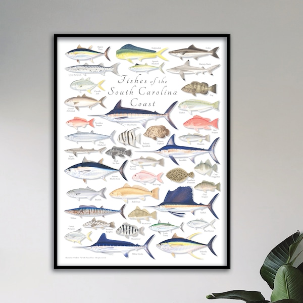 18x24 Fishes of the South Carolina Coast poster, South Carolina fishes, South Carolina poster