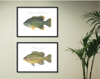 Sunfish giclee prints; Redear & Banded Sunfish, Blackbanded Sunfish, Black Crappie, Green Sunfish, Bluegill, Redbreast, Warmouth, fish print