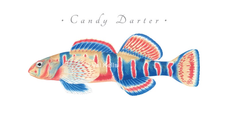 Darter giclee prints Candy Darter, Riverweed Darter, Appalachia Darter, Golden Darter, Shield Darter, Roanoke Darter, Logperch, fish print Candy