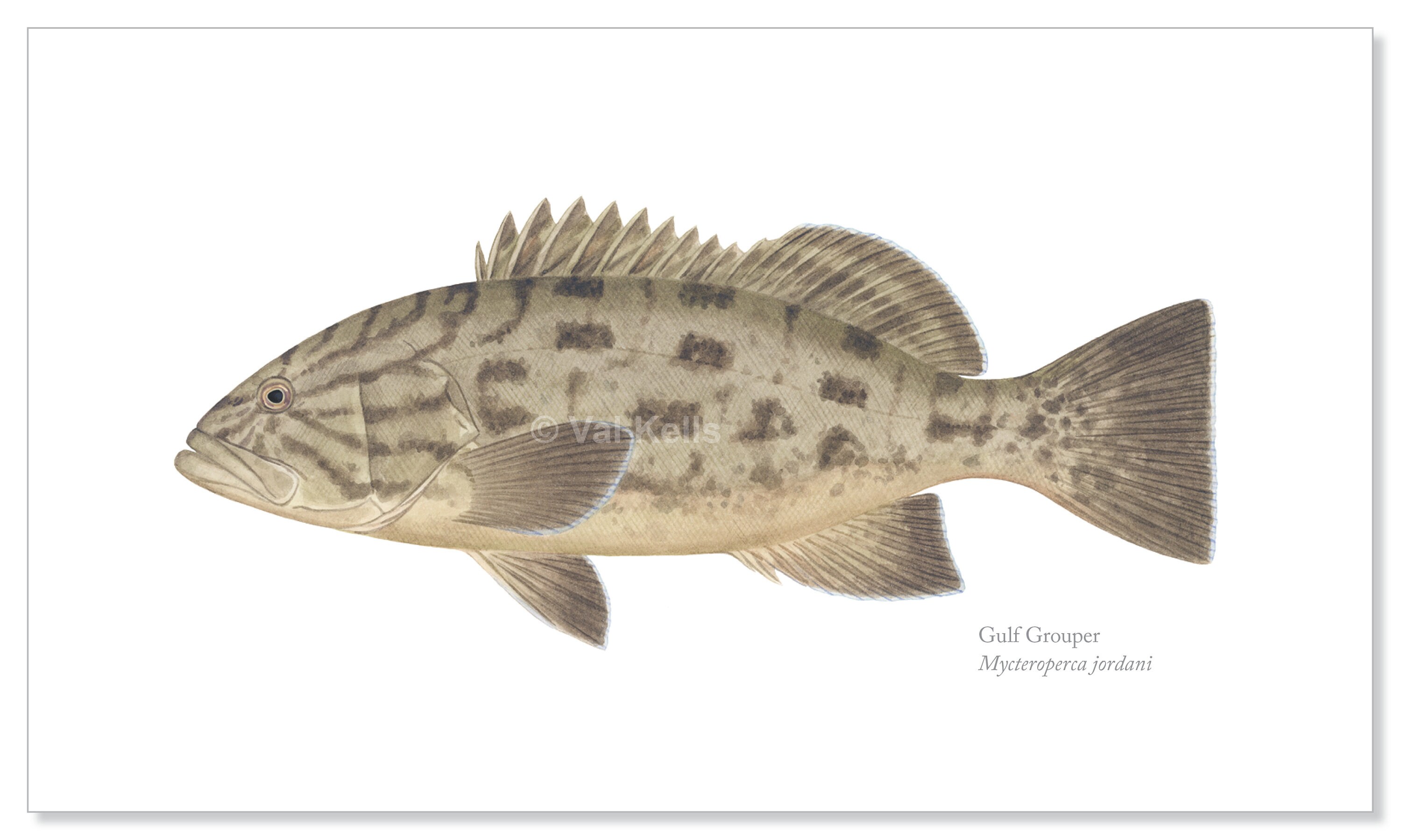 Pacific Sea Bass and Grouper Giclee Prints Broomtail, Gulf Grouper