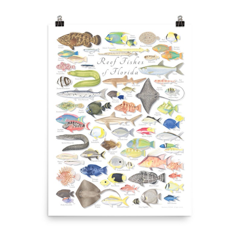 18x24 Reef Fishes of Florida poster, Florida Keys poster, Florida fish poster, reef fish poster, coral reef poster, Florida poster image 2