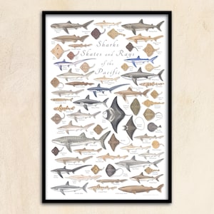 FRAMED 24x36 Sharks Skates and Rays of the Pacific poster; framed shark poster, framed shark print, framed shark art
