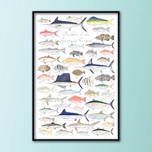 Póster de peces de la costa de Georgia de 24 x 36; póster de peces de Georgia; póster de peces de Georgia; póster de la costa de Georgia