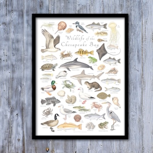 Póster enmarcado de la vida salvaje de la bahía de Chesapeake de 18 x 24; póster enmarcado de la bahía de Chesapeake; póster enmarcado de la vida salvaje de la bahía de Chesapeake