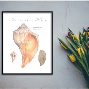 May include: A watercolor illustration of a Knobbbed Whelk seashell, with the text "Ocracoke, NC" and "Val Kells 2020" on a white background.