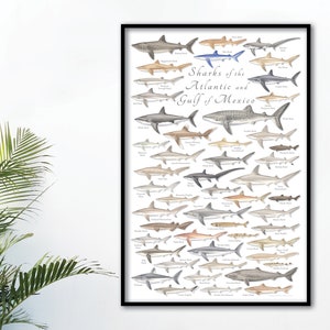 24x36 Cartel de tiburones del Atlántico y Golfo de México, cartel de tiburones, impresión de tiburones, tiburones