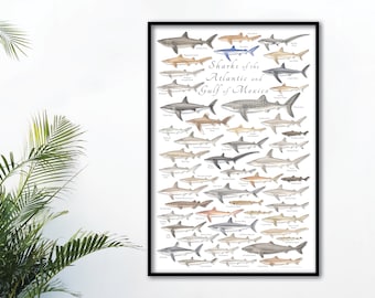 24x36 Sharks of the Atlantic and Gulf of Mexico poster, shark poster, shark print, sharks