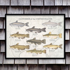 24x18 Catfishes of the United States poster, Catfish poster, Catfish print, Catfish art; vintage map of America