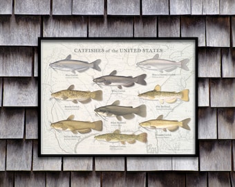 24x18 Catfishes of the United States poster, Catfish poster, Catfish print, Catfish art; vintage map of America